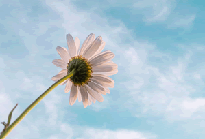 Your Dropbox Mess: Why it's bleeding your budget dry - Data Dumpster Fire?